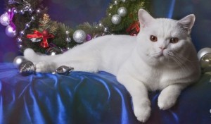 Белые британцы: фото британских белых котов, кошек, котят  